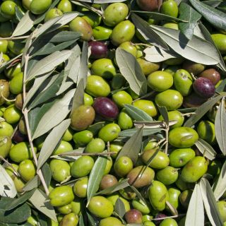 Olivfruktextrakt