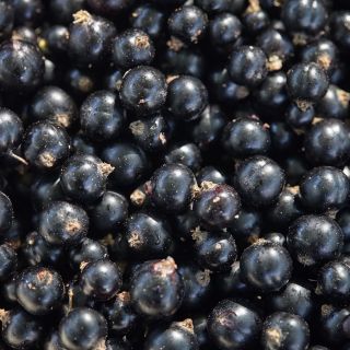 Svartvinbärsextrakt